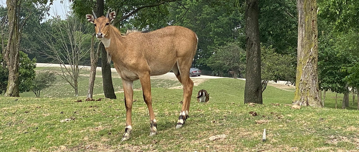 Nilgai at The Farm at Walnut Creek