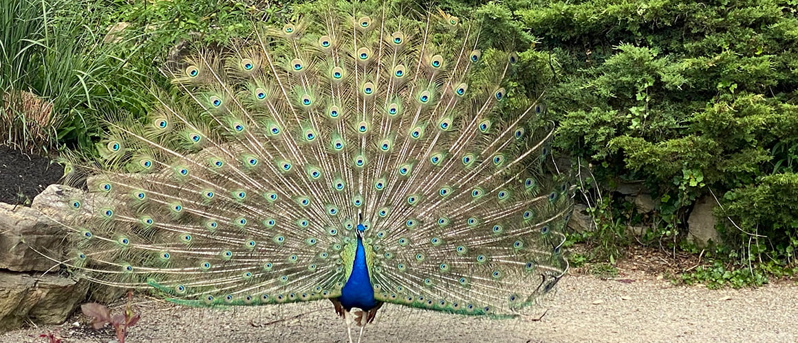 Peacocks at The Farm at Walnut Creek