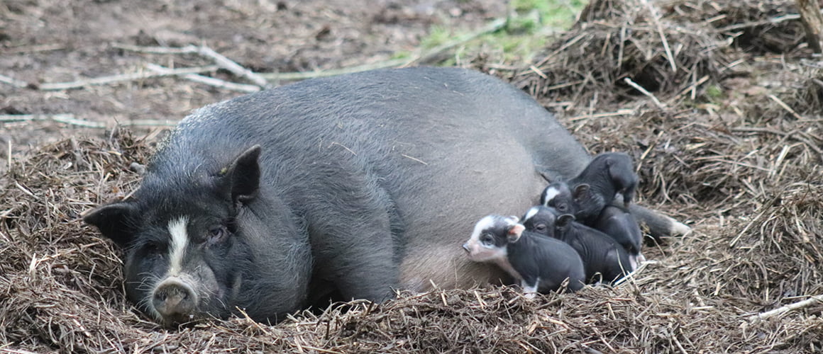 Vietnamese Pot Bellied Pigs at The Farm at Walnut Creek