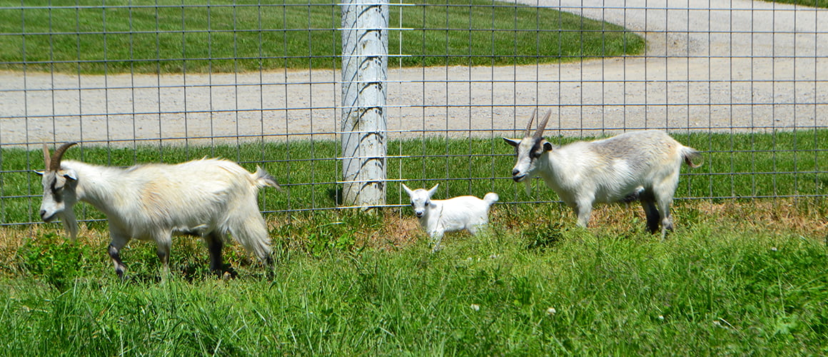 African Pygmy Goats at The Farm at Walnut Creek