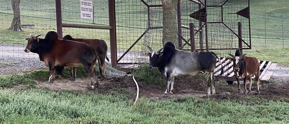 Pygmy Zebu at The Farm at Walnut Creek