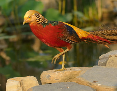 Quail and Pheasants at the Farm at Walnut Creek