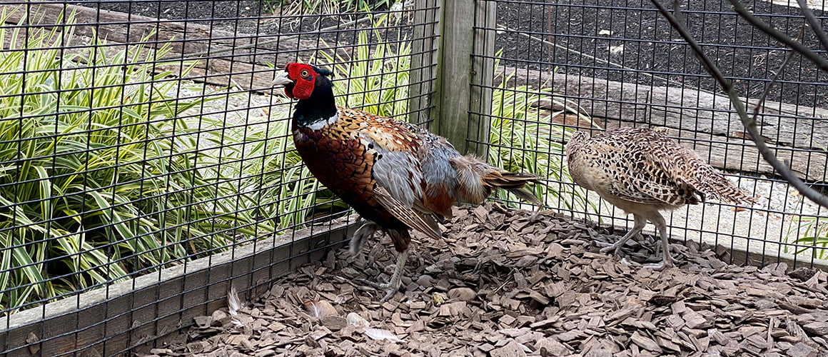 Ring Neck Pheasants at The Farm at Walnut Creek