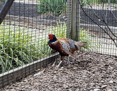 Ring Neck Pheasants