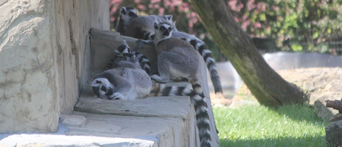 Ring Tail Lemurs at The Farm at Walnut Creek