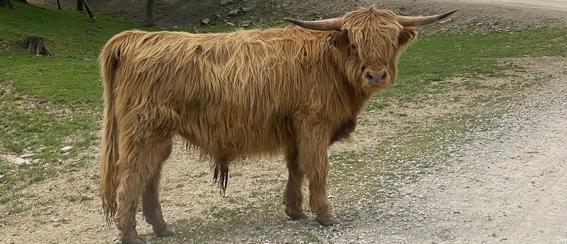 Scottish Highland Cattle at The Farm at Walnut Creek