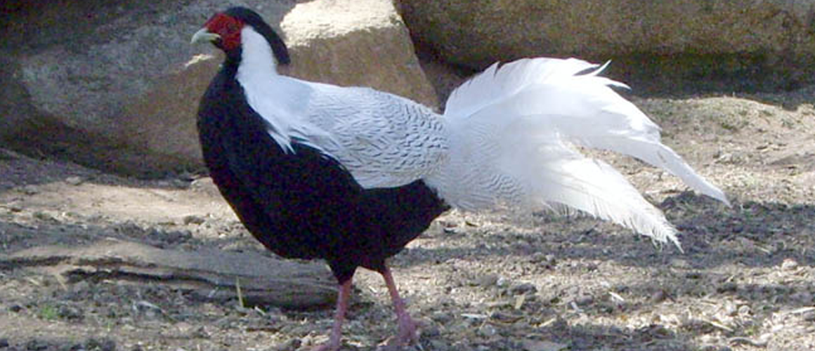 Silver Pheasant at The Farm at Walnut Creek