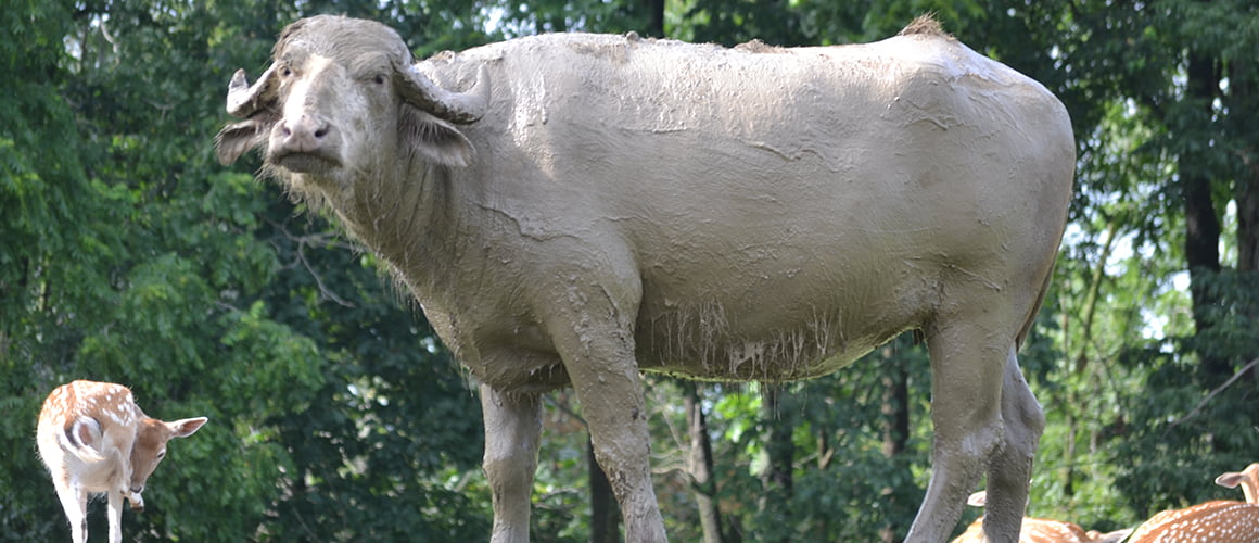 Swamp Water Buffalo at The Farm at Walnut Creek