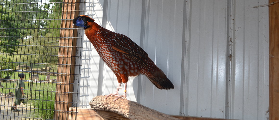 Temmincks Tragopans at the Farm at Walnut Creek