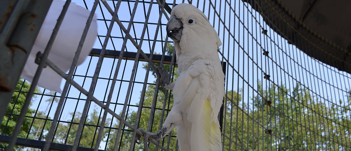 Umbrella Cockatoo at The Farm at Walnut Creek