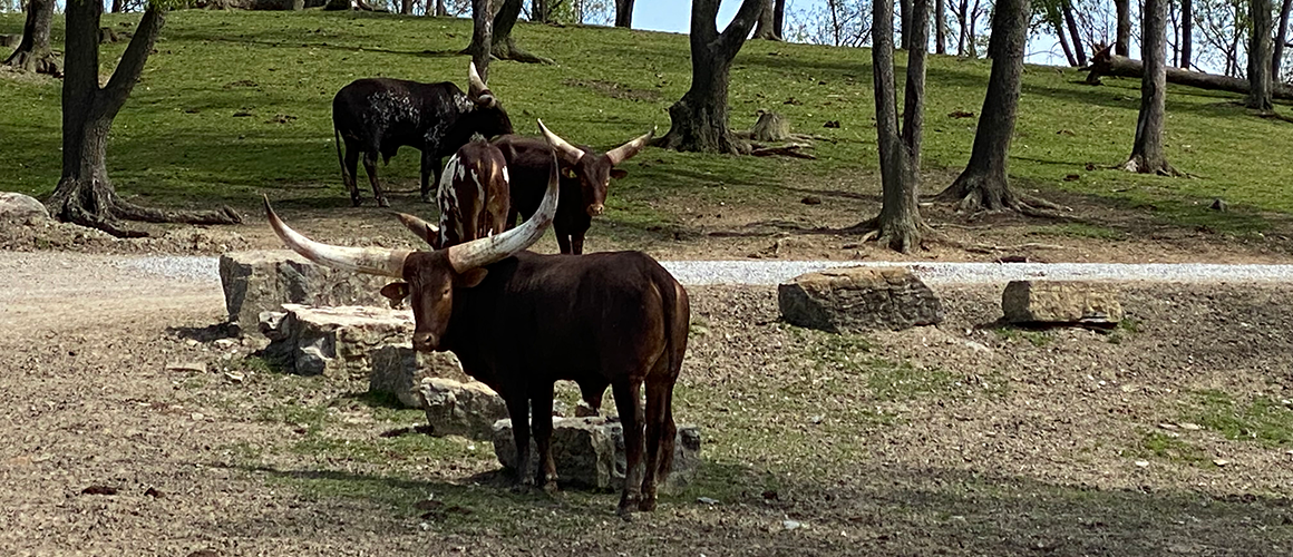 Watusi Cattle at The Farm at Walnut Creek