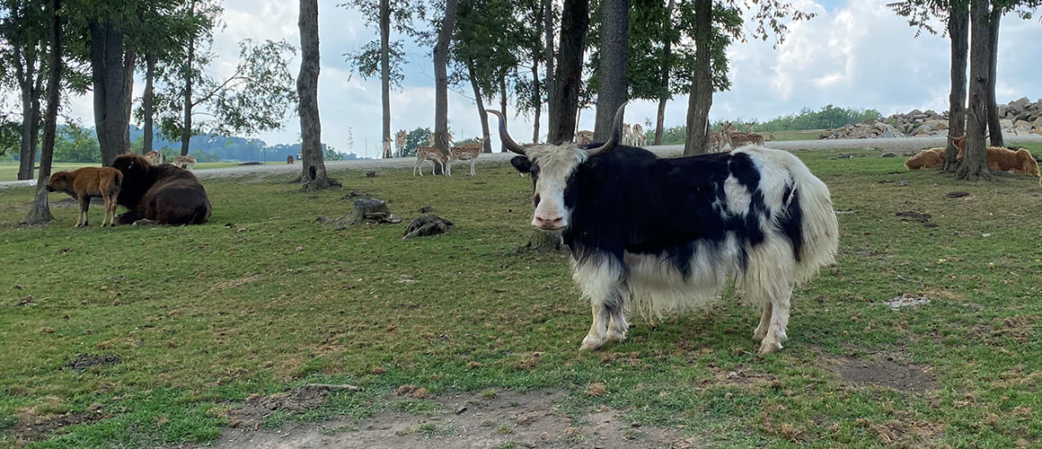 Yaks at The Farm at Walnut Creek