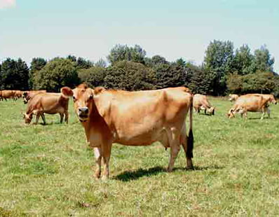 Jersey Cattle