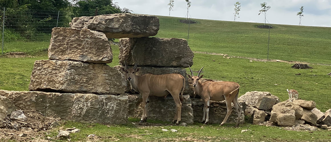 Eland at The Farm at Walnut Creek