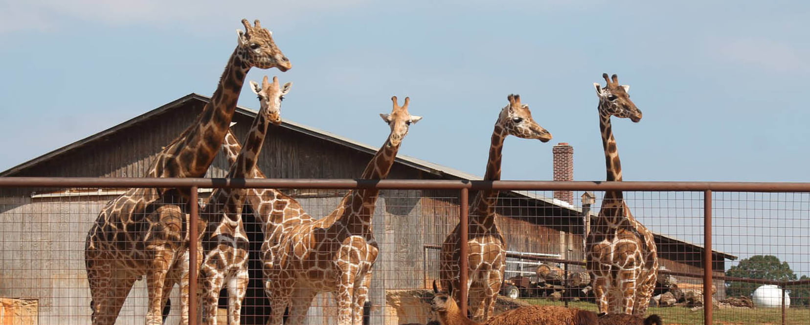 Giraffes at The Lazy 5 Ranch