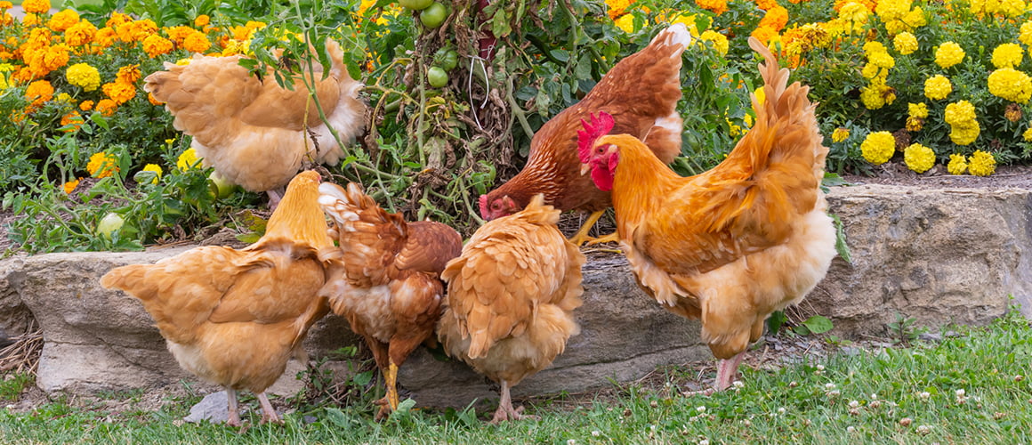 Golden Comet Chickens at The Farm at Walnut Creek