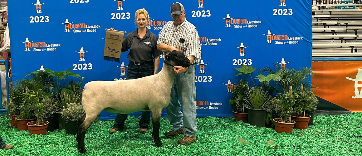 Suffolk Sheep at The Farm at Walnut Creek