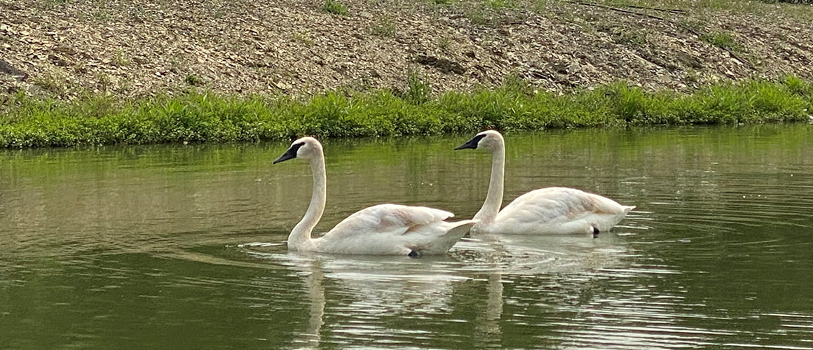 Trumpeter Swans at The Farm at Walnut Creek